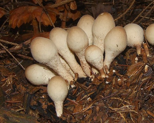 prášnica hruškovitá Lycoperdon pyriforme Schaeff.