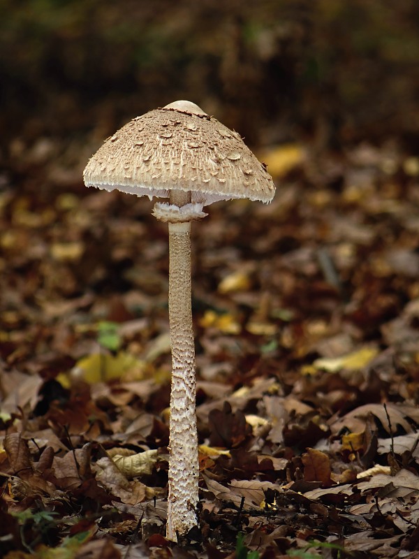 bedľa vysoká Macrolepiota procera (Scop.) Singer