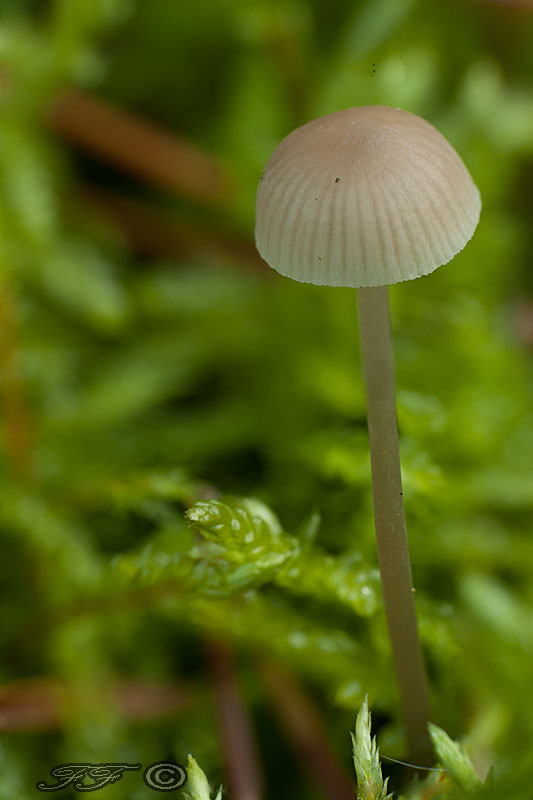 prilbička Mycena sp.