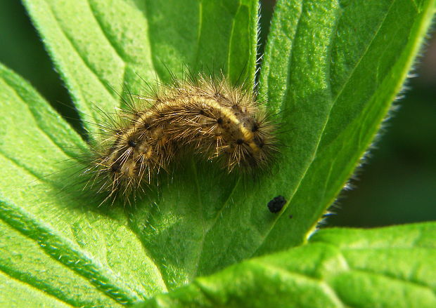 spriadač štiavcový Phragmatobia fuliginosa LINNAEUS, 1758