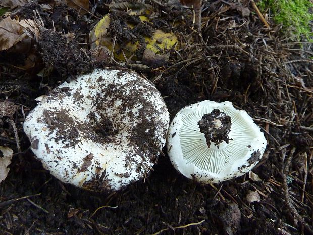 plávka lievikovitá Russula chloroides (Krombh.) Bres.