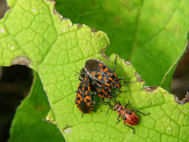 behavka skalná Spilostethus saxatilis