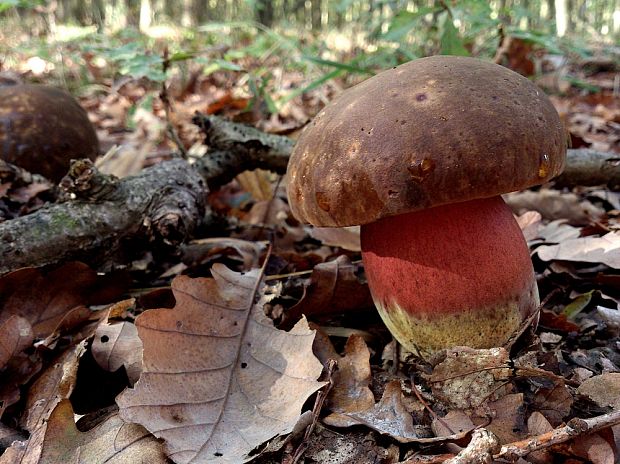 hríb zrnitohlúbikový Sutorius luridiformis (Rostk.) G. Wu & Zhu L. Yang