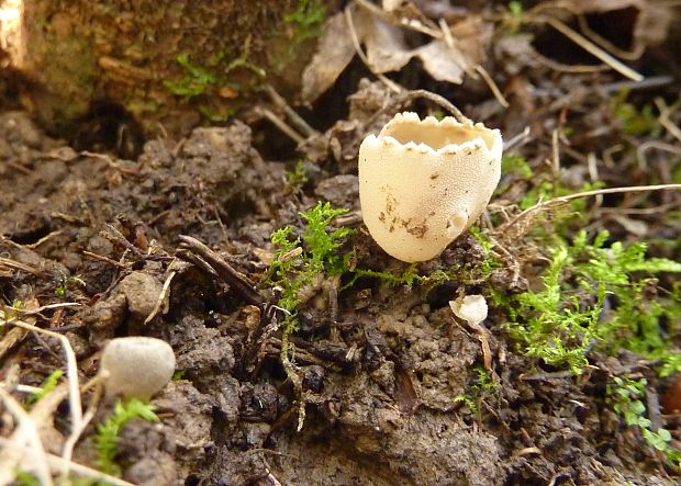 tarzeta zúbkatá Tarzetta cupularis? (L.) Svrček