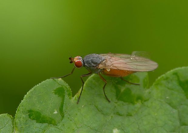 fúzavka Tephrochlamys rufiventris