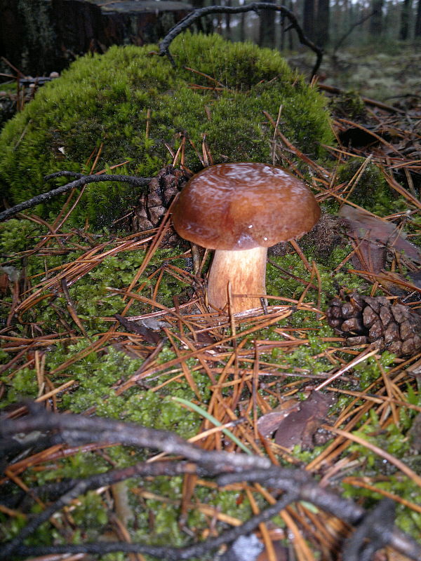 suchohríb Xerocomus sp.