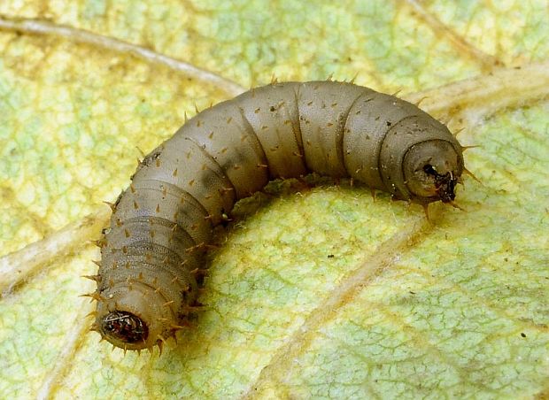 larva  	mušice - Bibionidae