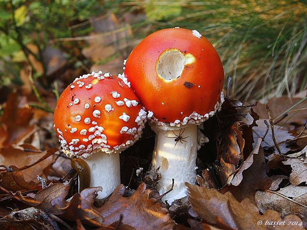 muchotrávka červená Amanita muscaria (L.) Lam.