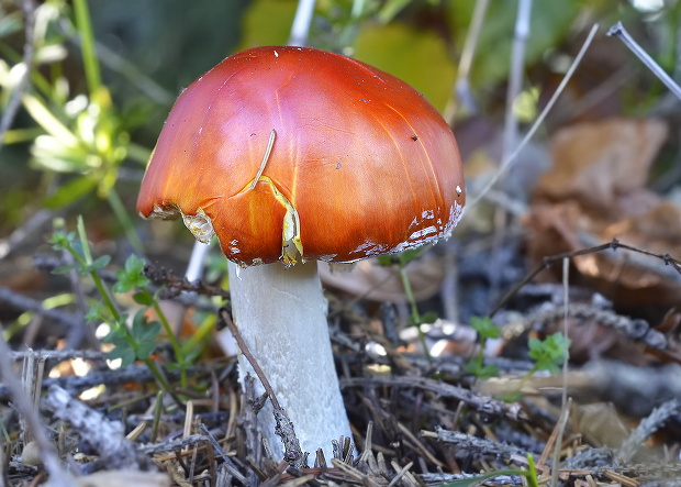 muchotrávka červená Amanita muscaria (L.) Lam.