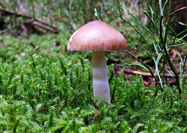 muchotrávka Amanita sp.