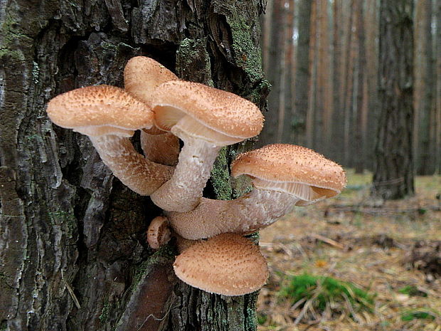 podpňovka obyčajná Armillaria mellea (Vahl) P. Kumm.