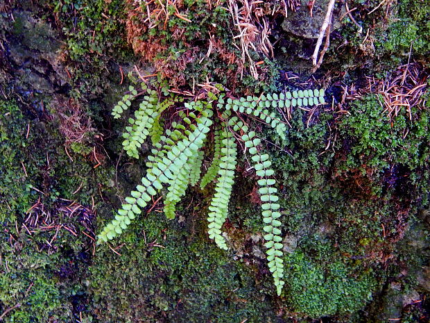 slezinník červený Asplenium trichomanes L. emend. Huds.