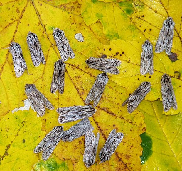 mora novembrová Asteroscopus sphinx