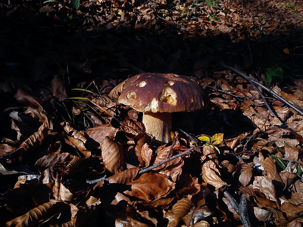 hríb smrekový Boletus edulis Bull.