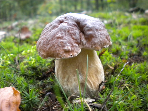 hríb smrekový Boletus edulis Bull.