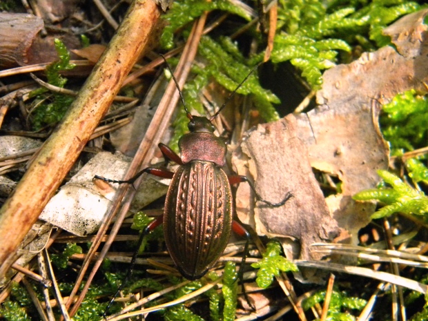 bystruška medená Carabus cancellatus.