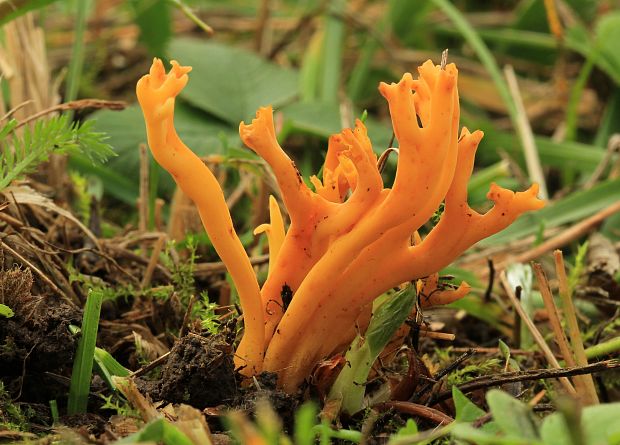 pakonárovka parôžkovitá Clavulinopsis corniculata (Schaeff.) Corner