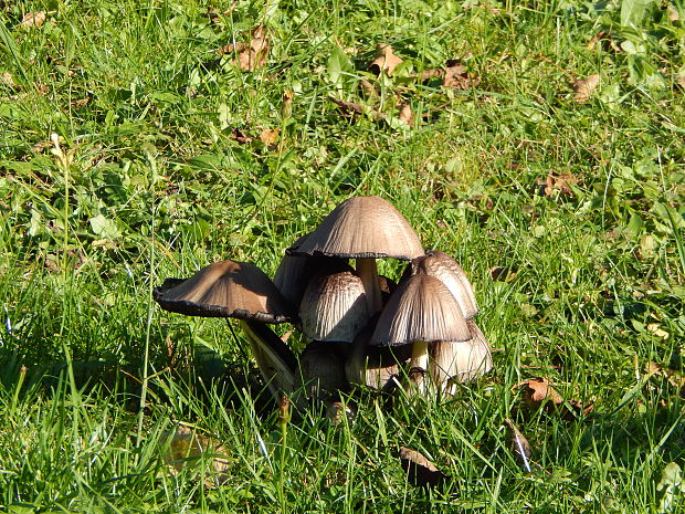 hnojník okrový Coprinellus domesticus (Bolton) Vilgalys, Hopple & Jacq. Johnson