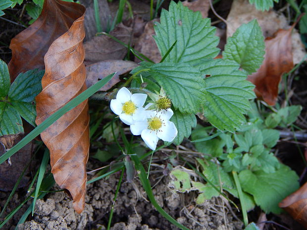 jahoda obyčajná Fragaria vesca L.