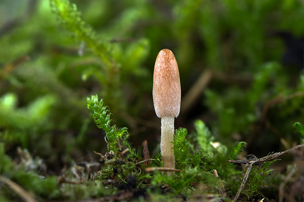 hrotovka stepná Galeropsis desertorum Velen. & Dvořák