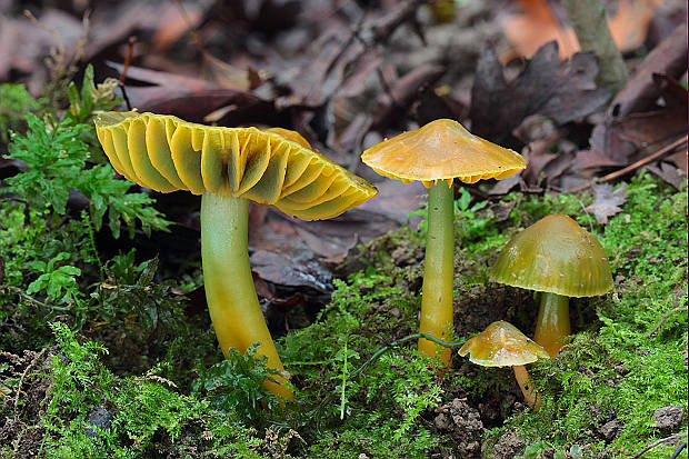 lúčnica žltozelená Gliophorus psittacinus (Schaeff.) Herink