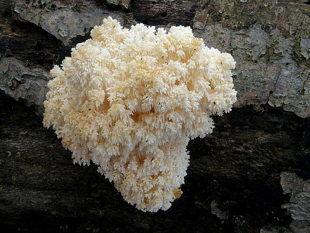 koralovec bukový Hericium coralloides (Scop.) Pers.