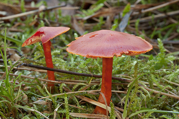 lúčnica šarlátová Hygrocybe coccinea (Schaeff.) P. Kumm.