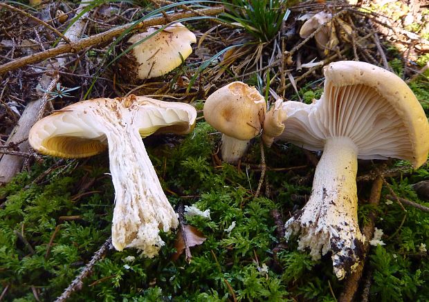 šťavnačka oranžová Hygrophorus abieticola Krieglst. ex Gröger & Bresinsky