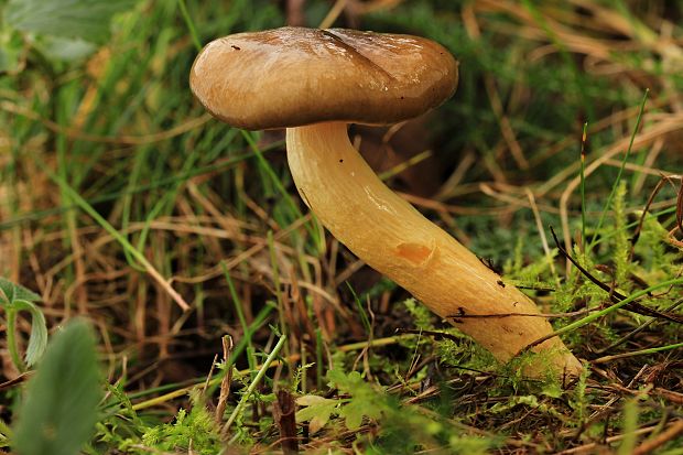 šťavnačka mrazová Hygrophorus hypothejus (Fr.) Fr.