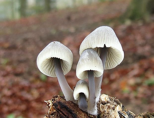 prilbička Mycena sp.