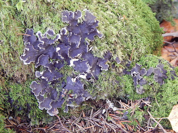 štítnatec vodorovný Peltigera horizontalis (Huds.) Baumg.