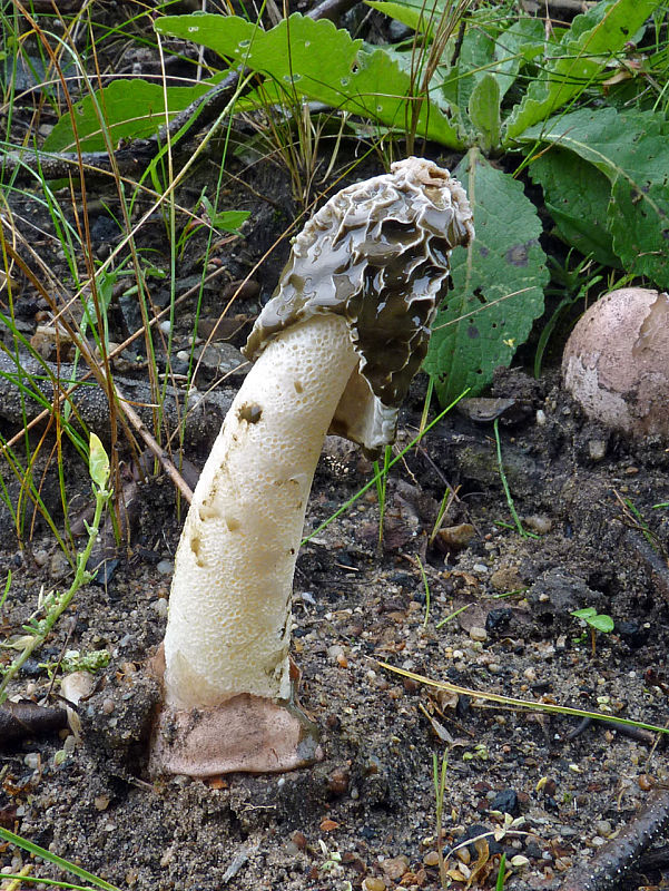 hadovka Hadriánova Phallus hadriani Vent.