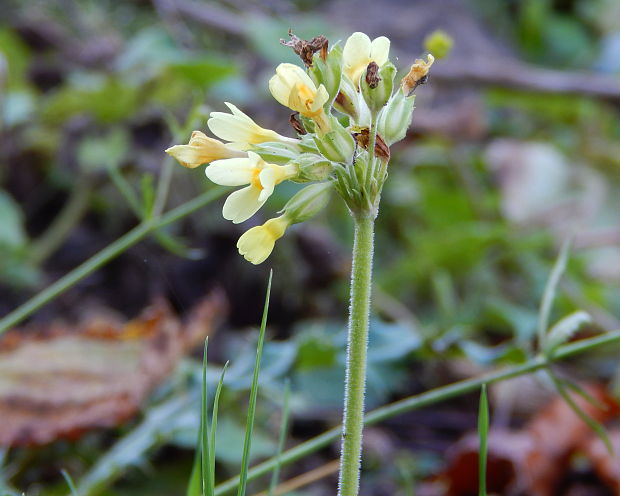 prvosienka vyššia Primula elatior (L.) L.