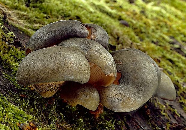 pňovka neskorá Sarcomyxa serotina (Pers.) P. Karst.