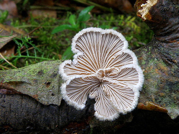 klanolupeňovka obyčajná Schizophyllum commune Fr.