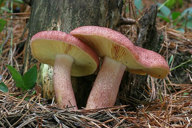 čírovec červenožltý Tricholomopsis rutilans (Schaeff.) Singer