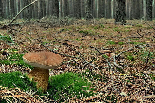 podhríb žlčový Tylopilus felleus (Bull.) P. Karst.