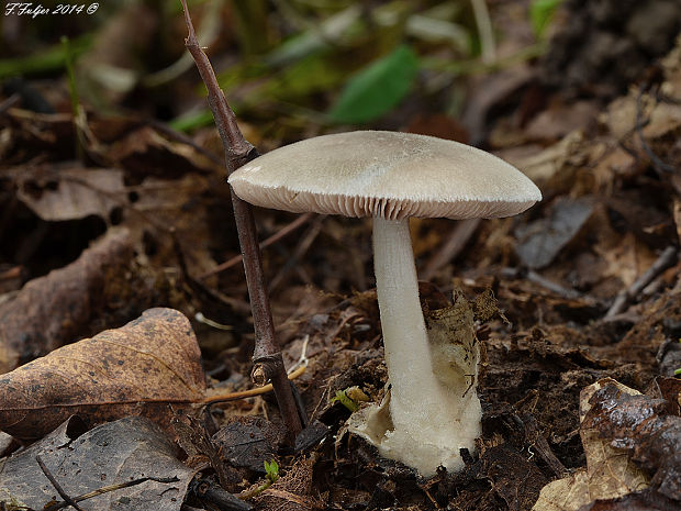 pošvovec menší Volvariella caesiotincta P.D. Orton