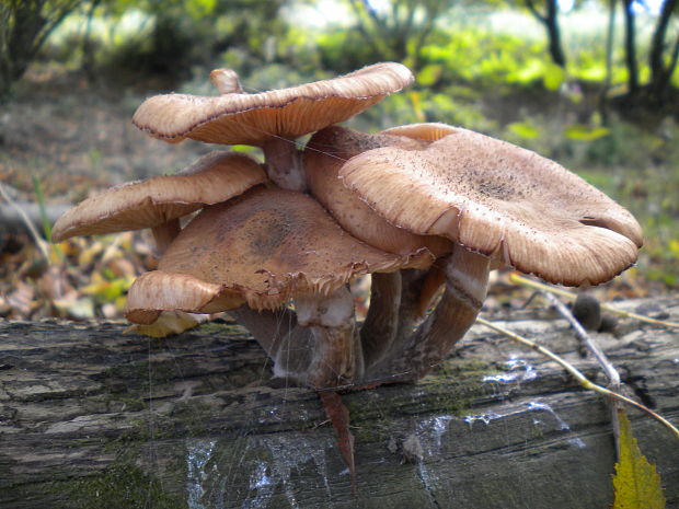 podpňovka Armillaria sp.