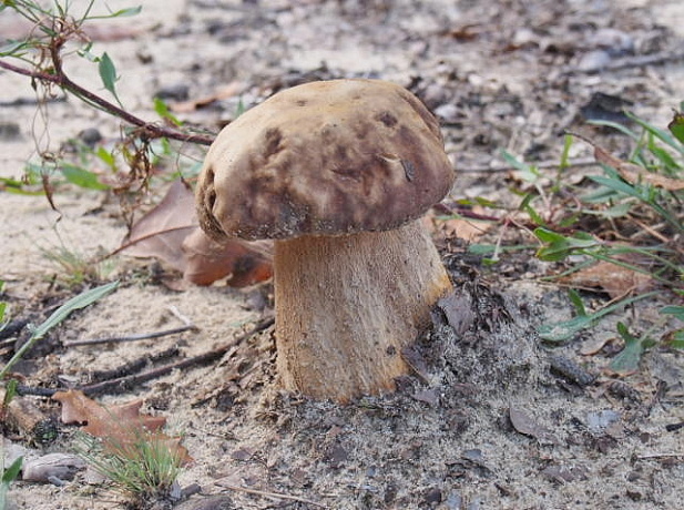 hríb dubový Boletus reticulatus Schaeff.