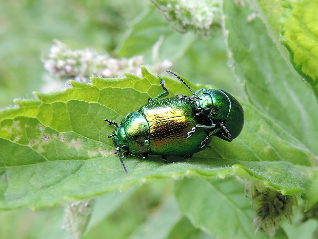 liskavka mätová / mandelinka mátová Chrysolina herbacea Duftschmid, 1825