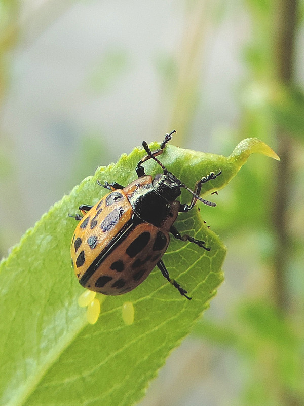 liskavka / mandelinka dvacetitečná Chrysomela vigintipunctata Scopoli, 1763