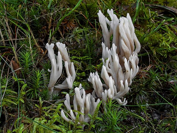 konárovka Clavulina sp.