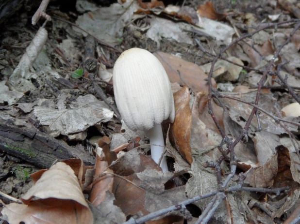 hnojník chlpatý Coprinus lagopus