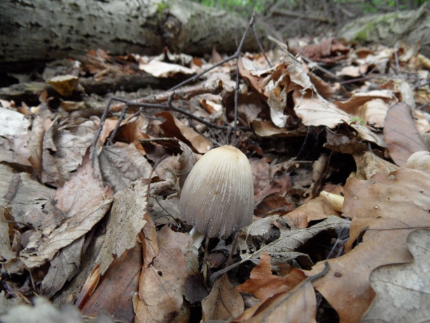 hnojník chlpatý Coprinus lagopus (Fr.)