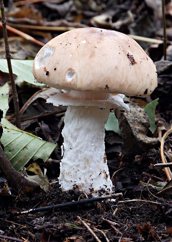 pavučinovec inovaťový Cortinarius caperatus (Pers.) Fr.