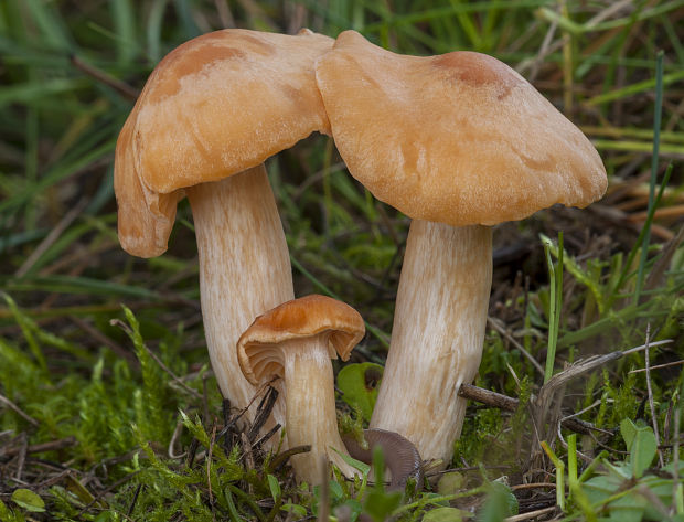 lúčnica statná Cuphophyllus pratensis (Fr.) Bon