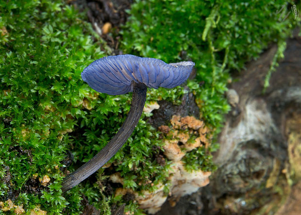 hodvábnica fialovomodrá Entoloma euchroum (Pers.) Donk