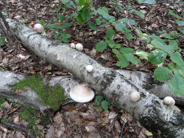 brezovník obyčajný Fomitopsis betulina (Bull.) B.K. Cui, M.L. Han & Y.C. Dai