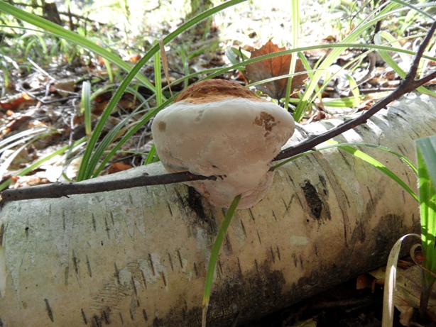 brezovník obyčajný Fomitopsis betulina (Bull.) B.K. Cui, M.L. Han & Y.C. Dai